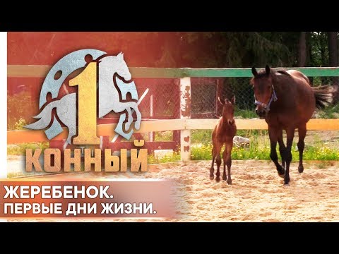 Видео: Жеребенок. Первые дни жизни.