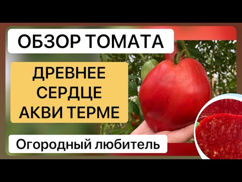 Видео: ДРЕВНЕЕ СЕРДЦЕ АКВИ ТЕРМЕ // обзор томата с дегустацией // ВЫСЫЛАЮ СЕМЕНА