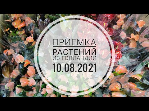 Видео: Приемка растений из Голландии 10.08.2021 Антуриум Рейнбоу, Кларинервиум, Гиант Шоколад, Зизу, Ливиум