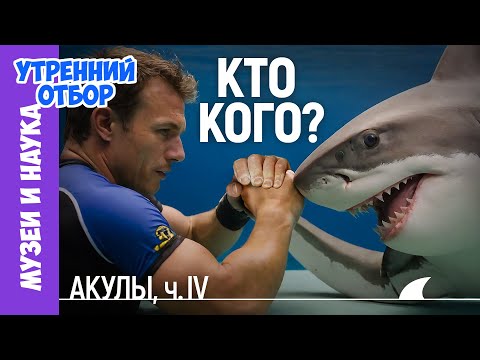 Видео: Акулы и люди: Кто кого съест? Акулы-людоеды, пресноводные акулы и другие акульи истории.