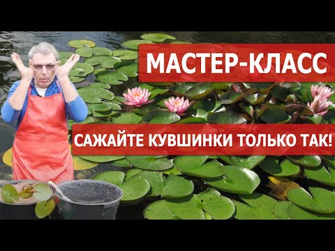 Видео: Как правильно посадить кувшинку? Интервью с кандидатом биологических наук.