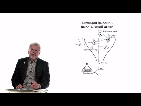Видео: Евсеев А.В. Нормальная физиология. Лекция №23. Регуляция дыхания. Пищевой центр. Теории голода. 2024