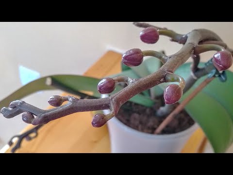 Видео: БУТОНЫ орхидеи БУДУТ ГРОЗДЬЮ! СРАЗУ орхидеи ЗАВЯЗЬ! орхидеи ОБРАЗУЮТ корни, ГНИЛЬ ПОЗАДИ!