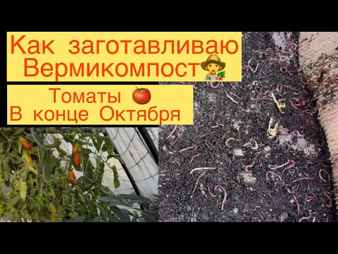 Видео: КАК ЗАГОТАВЛИВАЮ ВЕРМИКОМПОСТ👩‍🌾 ТОМАТЫ НА КОНЕЦ ОКТЯБРЯ 🍅👩‍🌾