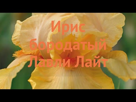 Видео: Ирис бородатый Лавли Лайт (iris lovely light) 🌿 обзор: как сажать, саженцы ириса Лавли Лайт