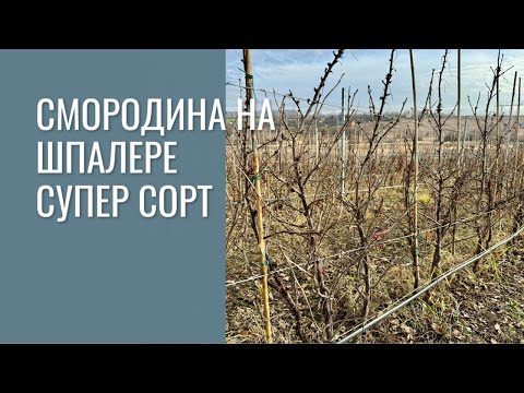 Видео: Красная смородина на шпалере