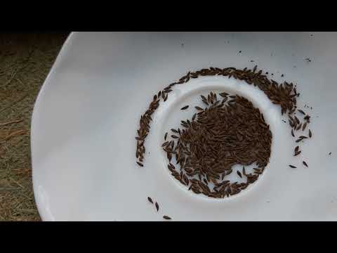 Видео: Преди и след:засяване на салати