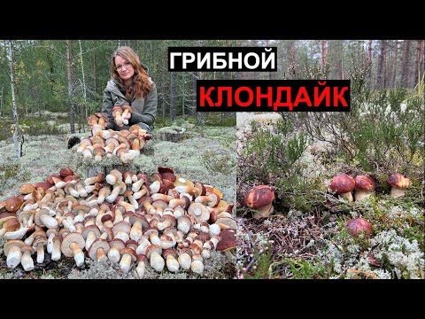 Видео: ОФИГЕТЬ СКОЛЬКО БЕЛЫХ ГРИБОВ! БЕЗ ВАЛИДОЛА НЕ СМОТРЕТЬ! БОРОВИКИ ВЕЗДЕ!
