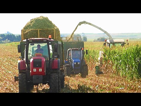 Видео: Уборка кукурузы на силос, CLAAS Jaguar 870, МТЗ ТРОПИК 1221.2, ПСТ-12, МТЗ 1221в.2, ПТС 18, МТЗ 2022