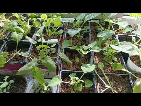 Видео: 🌹Последний обзор рассады 🌹первый выезд в этом году на любимую дачу☺️