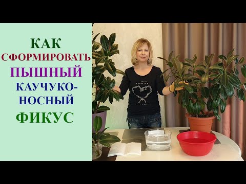 Видео: ФОРМИРУЕМ ПЫШНЫЙ КУСТ КАУЧУКОНОСНОГО ФИКУСА.