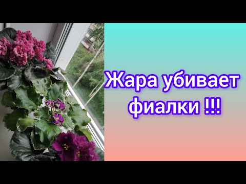 Видео: Что может случиться с фиалками в жару?! Фиалки почтой: детка с повисшими листиками. Фиалка - ребус.