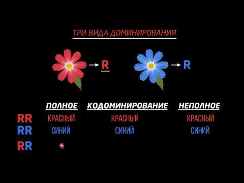Видео: Кодоминирование и неполное доминирование (видео 4) | Классическая генетика | Биология
