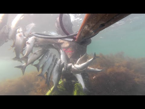 Видео: подводная охота на  Меганоме