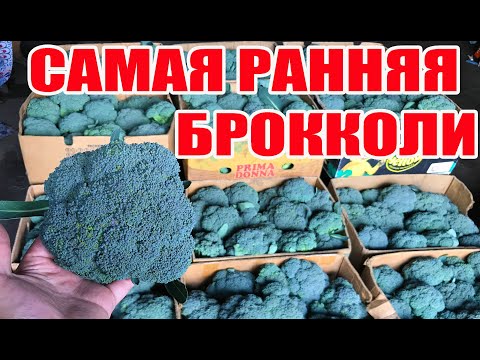 Видео: Брокколи Сигно - самая ранняя капуста брокколи ! Выращивание капусты