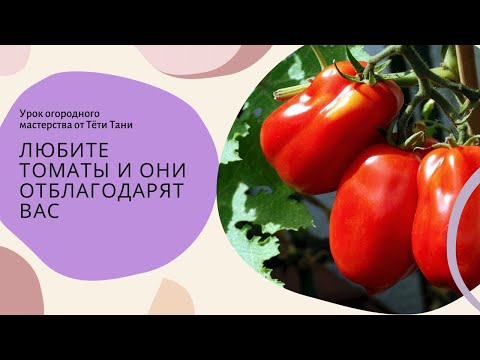 Видео: 568. Помидоры. Без права на ошибку.
