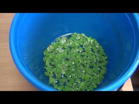 Видео: Пистия, аквариумное растение для Вашего аквариума