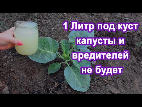 Видео: 15 Капель Под капусту и вредители исчезли Боремся с слизнями гусеницами и подкармливаем кочан.