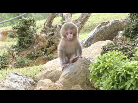 Видео: Удивительные милые обезьянки! Они в Киото, Япония!