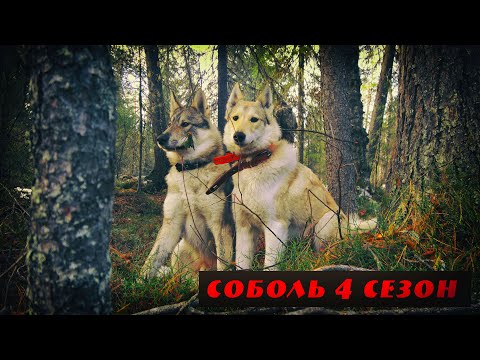 Видео: Соболь 4 сезон, 5 серия, Мой самый красивый глухарь, Таежный клад, Как наказывать лайку.