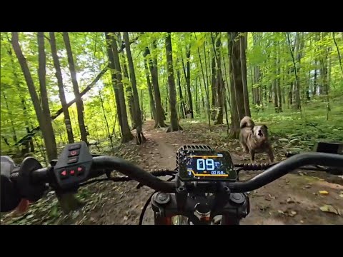 Видео: Покатушки в лесу kugoo wish 02 pro
