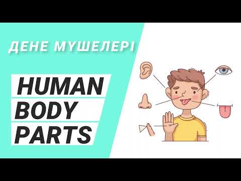 Видео: Адам  дене мүшелері. Human Body Parts #learnenglish #funenglish