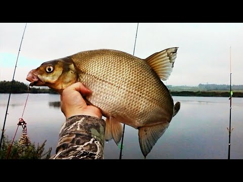 Видео: Фидерная рыбалка на леща.