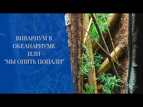 Видео: Вивариум в океанариуме или "мы опять попали"