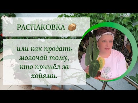 Видео: РАСПАКОВКА 📦, или как продать молочай тому, кто пришёл за хойями.