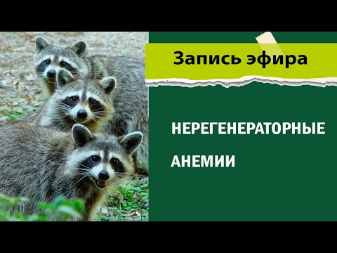 Видео: Нерегенераторные анемии | Лекция для повышения квалификации ветеринарного врача