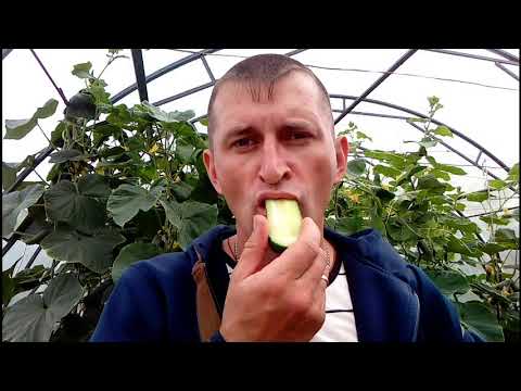 Видео: гибрид огурца F1 КИБРИЯ