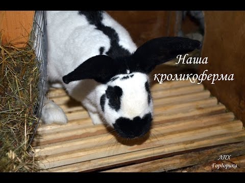 Видео: Наша кроликоферма I Обзор №2