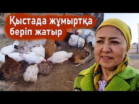 Видео: Тауықтар қыста жұмыртқаны жаздағыдай туып жатыр