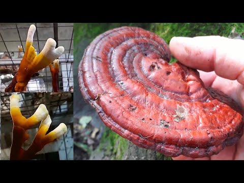 Видео: Гриб Рейши в Царстве грибов   ВЫРАЩИВАЕМ ДОМА!