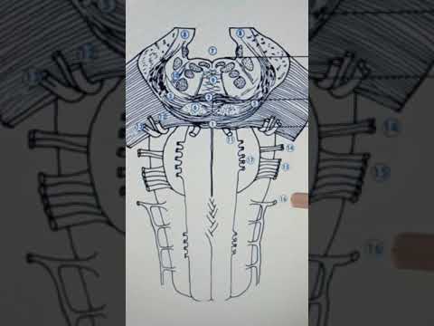 Видео: Сопақша ми (medulla oblongata)