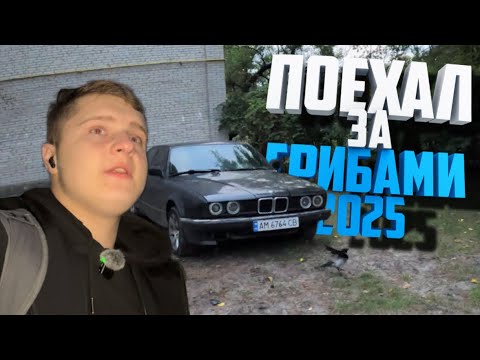 Видео: РЕШИЛ ПОЕХАТЬ В ЛЕС ЗА ГРИБАМИ. Краткое  видео￼
