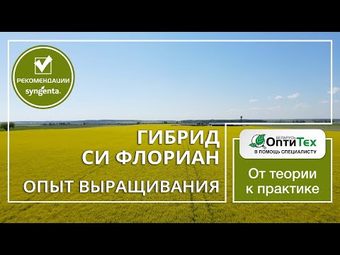 Видео: Гибрид рапса СИ Флориан. Опыт возделывания в СПК Свислочь. Отзыв хозяйства.