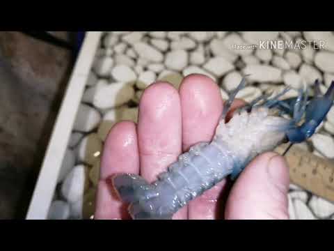 Видео: #АККР. Как отличить молодь самку от самца австралийского рака по половым признакам.