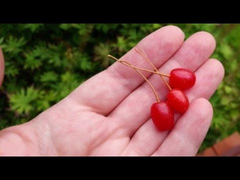 Видео: ГУМИ ягоды - посадка, выращивание гуми. Как посадить ягоды гуми