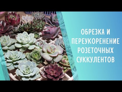 Видео: Переукоренение и размножение суккулентов🌱Обрезка эхеверий и других розеточных суккулентов