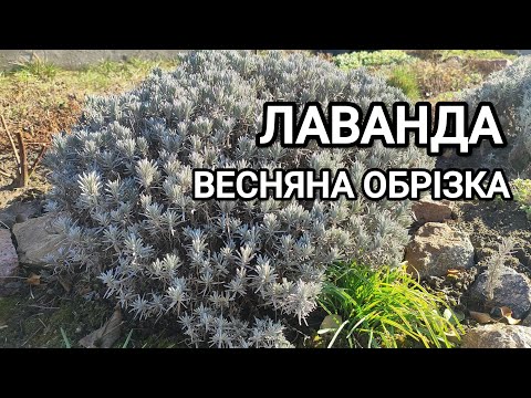 Видео: Весняна обрізка лаванди 2025р. Показую стрижку дорослого куща