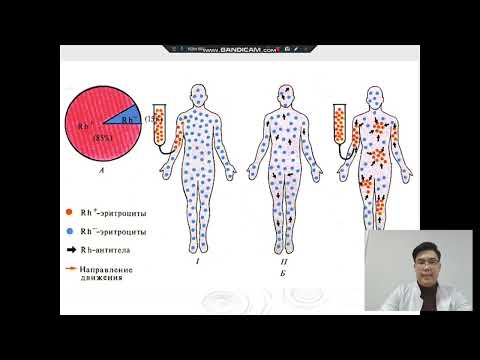 Видео: Қан жүйесі туралы түсінік / Дауренов У.Е.