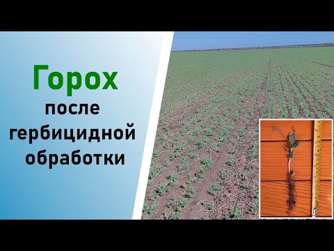 Видео: Горох после гербицидной обработки | 18 апреля 2025