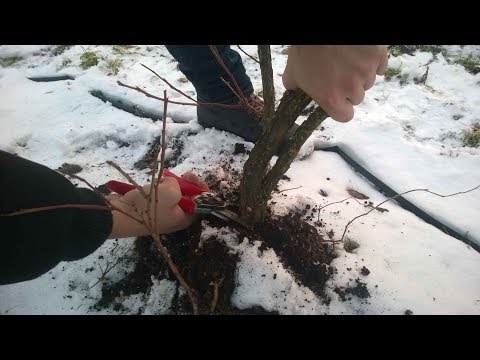 Видео: Обрезка старых кустов голубики .