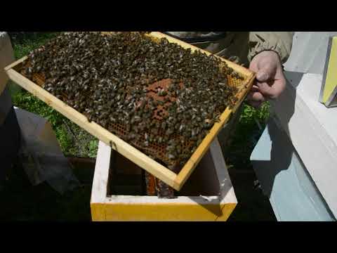 Видео: Пасека с нуля. С одной рамки до медовика. День 24. Проверяем отводки на наличие засева.
