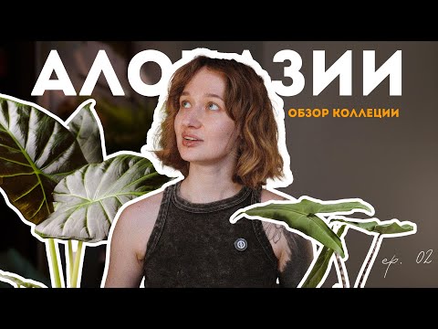 Видео: алоказии: от клубня до монстра — коллекция, обзор, опыт // ep. 02