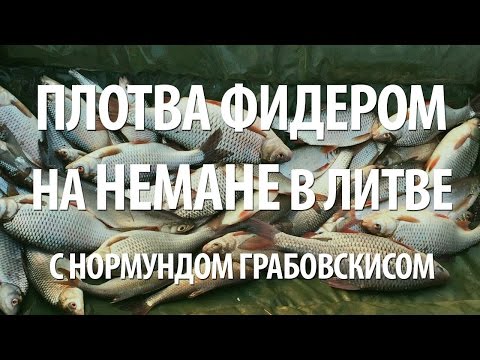 Видео: ФИДЕРНАЯ ЛОВЛЯ ПЛОТВЫ. РЫБАЛКА на НЕМАНЕ с НОРМУНДОМ ГРАБОВСКИСОМ в ЛИТВЕ