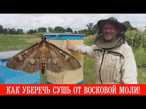 Видео: Как уберечь сушь от восковой моли!