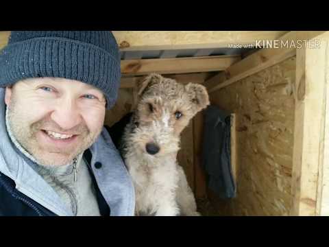 Видео: Обзор теплицы, утепляем будку, а Фрося фокстерьер все жрет и жрет!