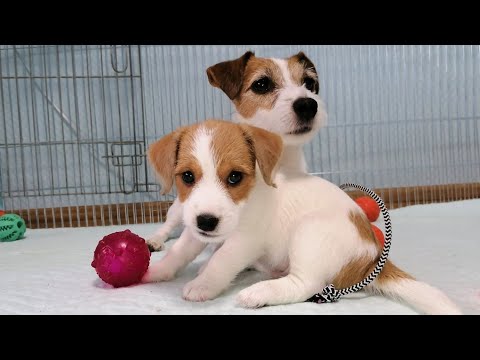 Видео: Щенок Джек рассел терьера 7 недель / Один День Щенка / Щенок 7 недель / щенки джек рассела